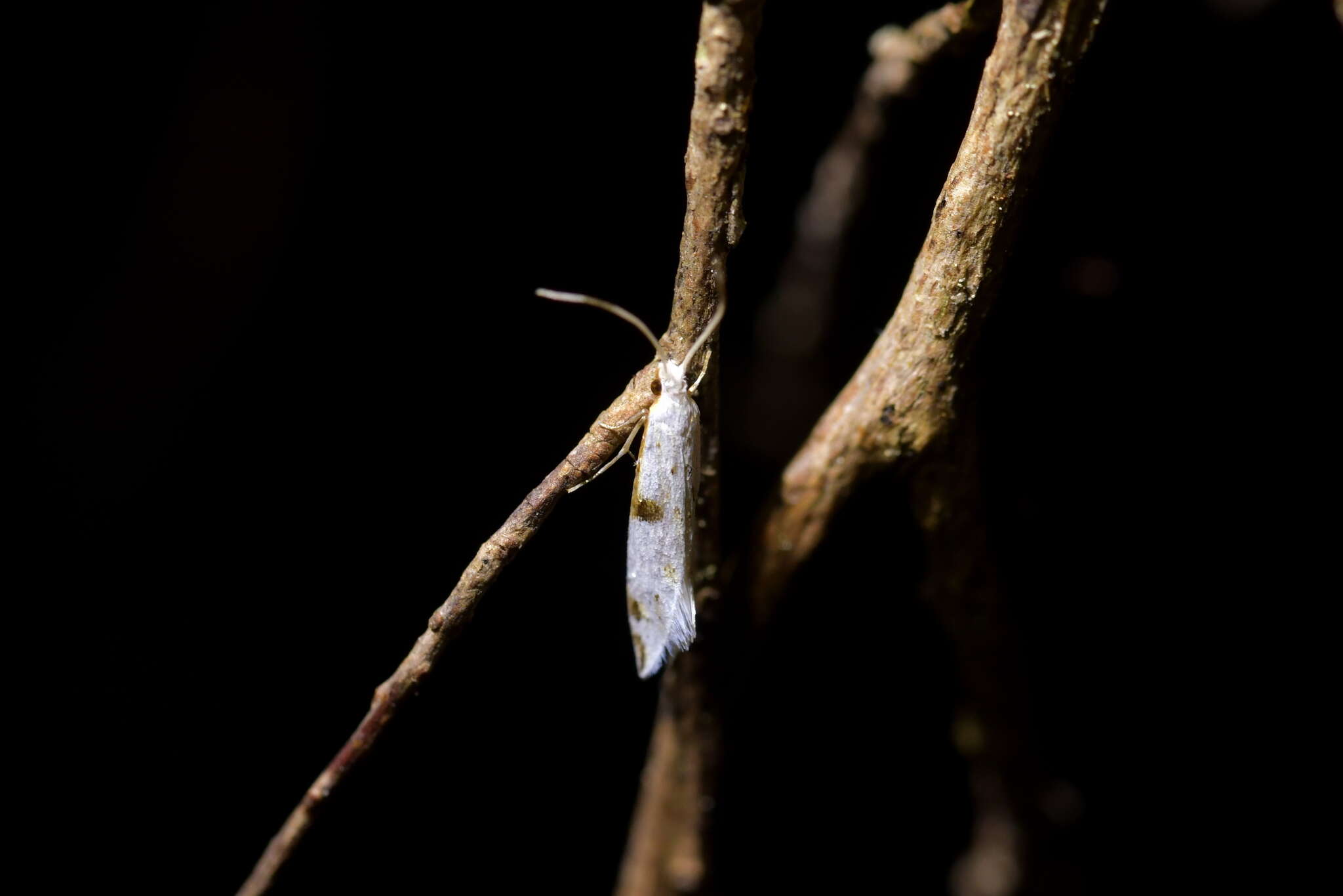 Image of Sagephora felix Meyrick 1914