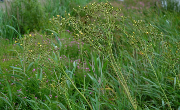 Plancia ëd Sonchus palustris L.