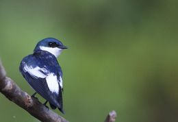Image of White-winged Swallow