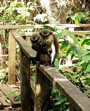 Image of Mona Guenon