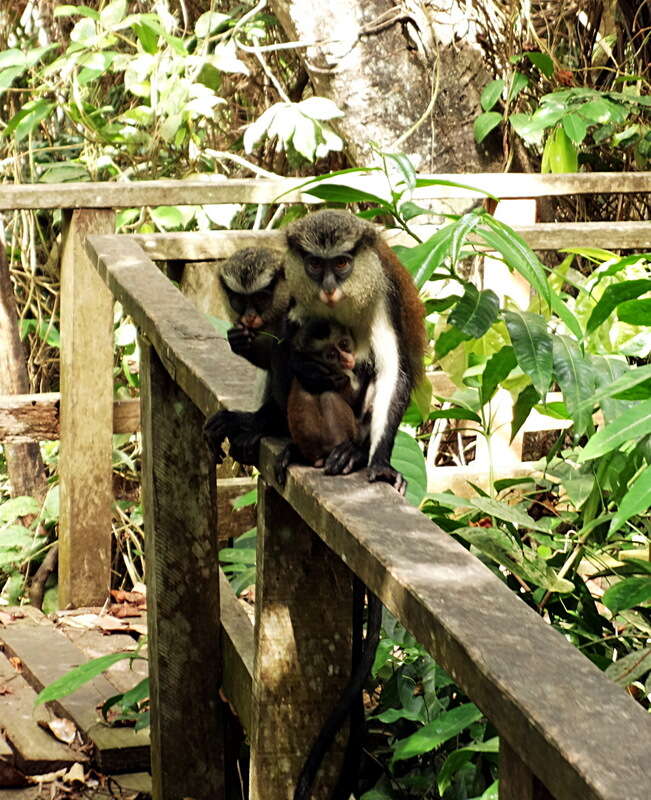 Слика од Cercopithecus mona (Schreber 1775)