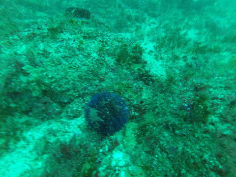 18.https www inaturalist org photos 2033117.580x360