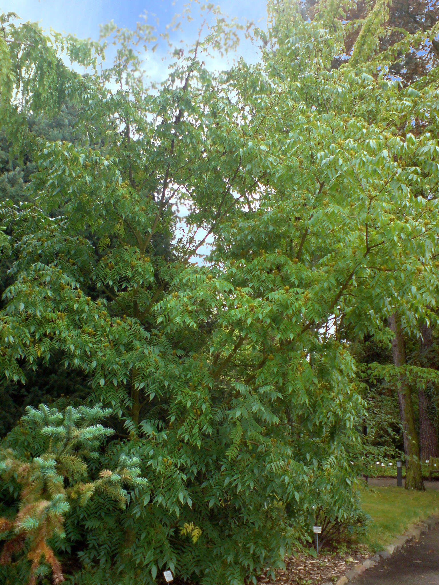 Image of Platycarya