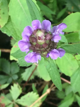 Image of <i>Prunella vulgaris</i>
