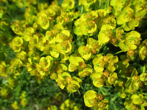 Image of Cypress Spurge