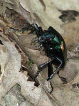 18.https www inaturalist org photos 2033868.580x360