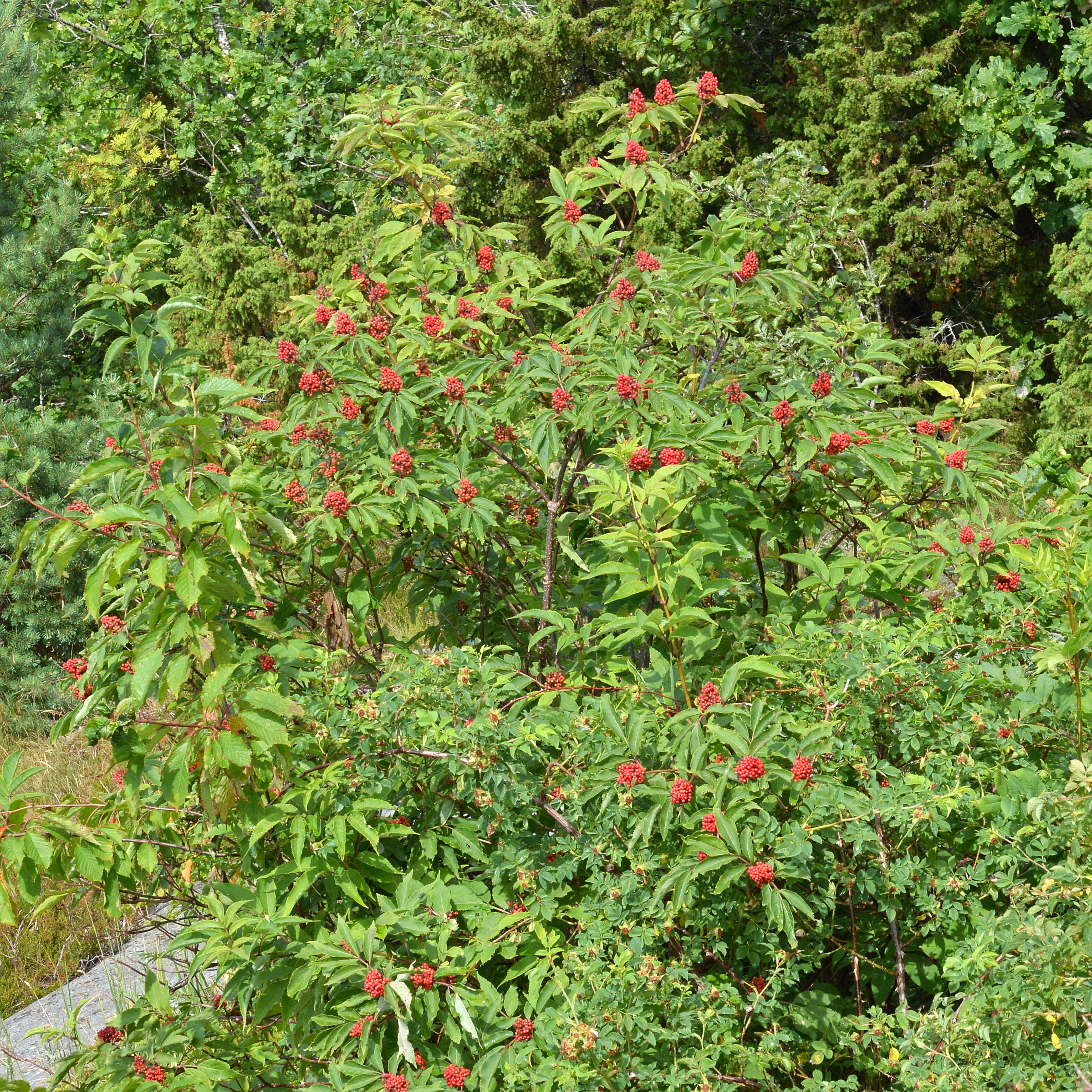 Imagem de Sambucus racemosa L.