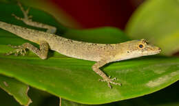 Image of Brown-eared anole