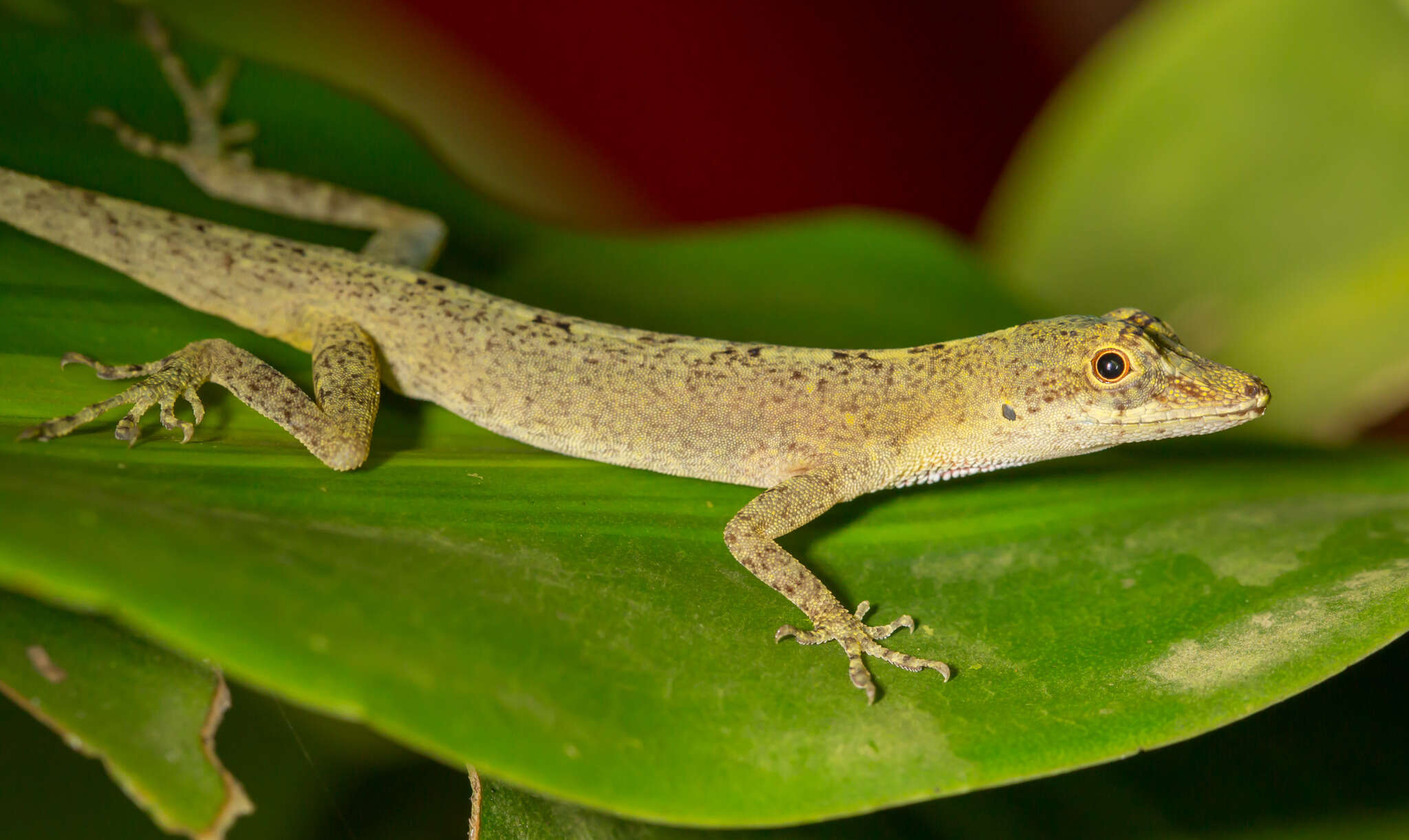 Image of Brown-eared anole