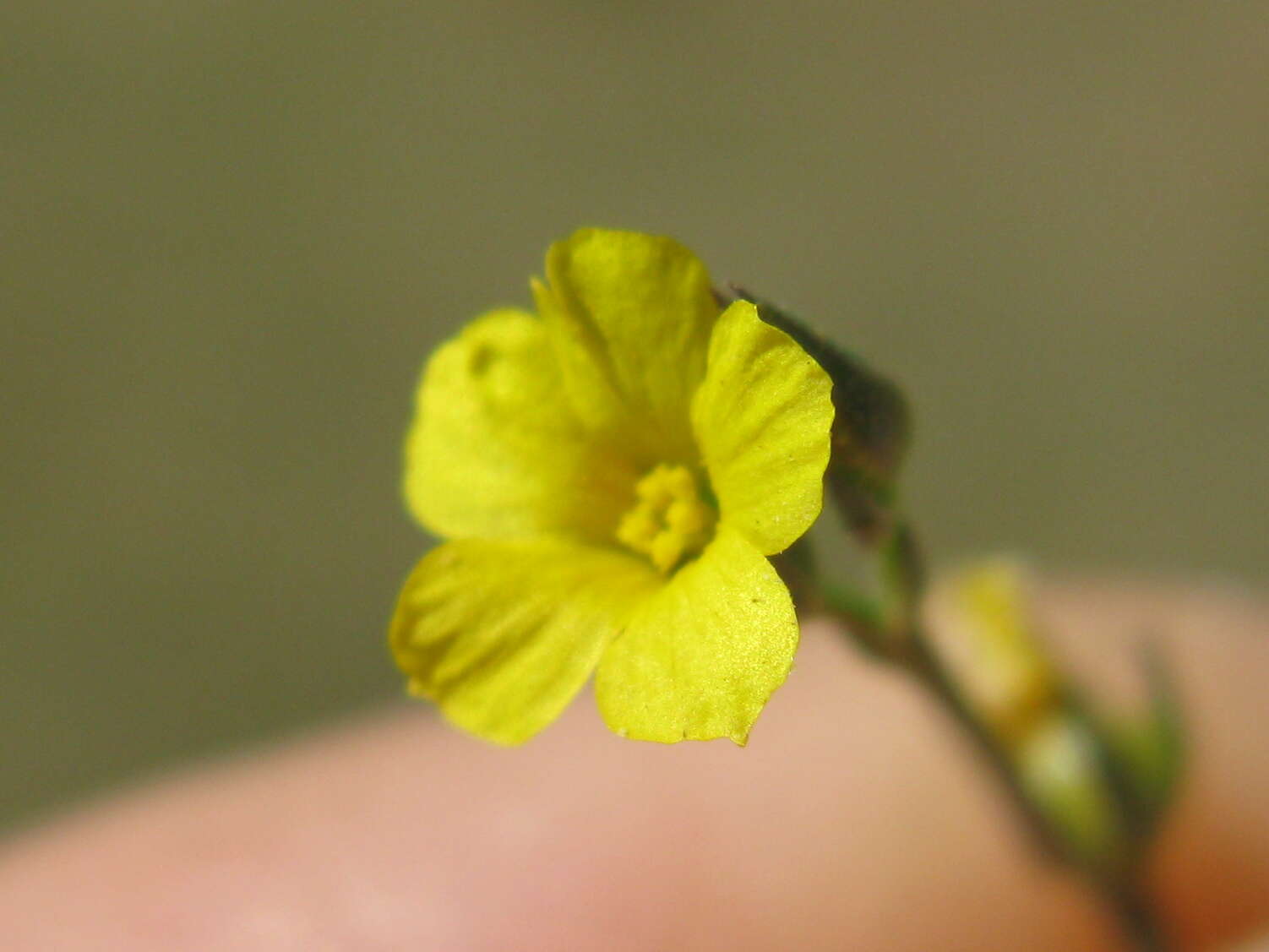 Image of French flax