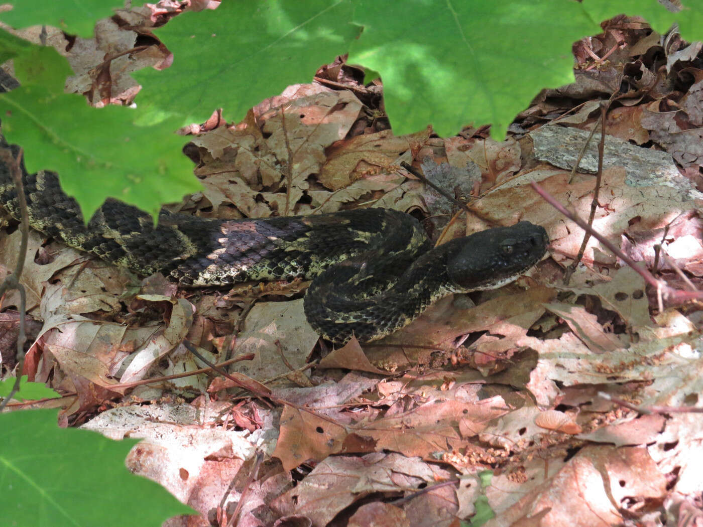 Image of Timber Rattlesnake