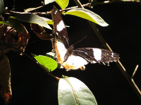 18.https www inaturalist org photos 2034678.580x360