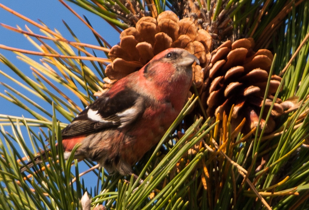 Image of Two-barred Crossbill