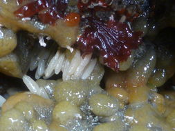 Image of Stalked Vase Sponge