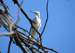 Image of <i>Egretta garzetta dimorpha</i>