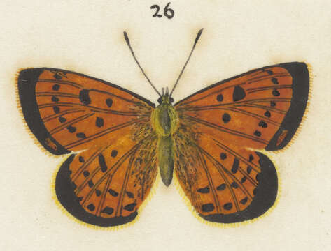 Image of Lycaena salustius (Fabricius 1793)