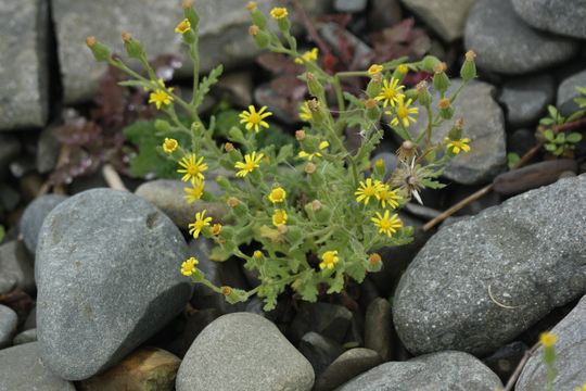 Image of <i>Senecio viscosus</i>