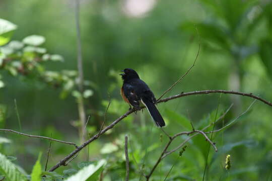 Image of Eastern Towhee