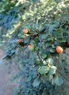 صورة Cotoneaster apiculatus Rehd. & E. H. Wilson