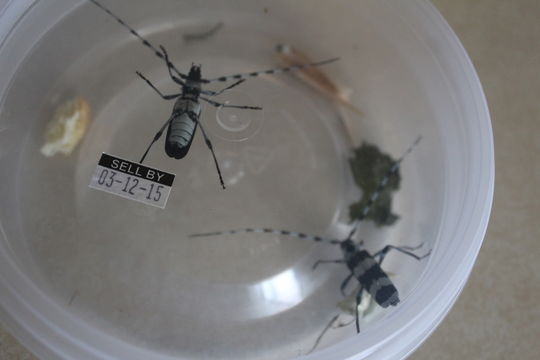 18.https www inaturalist org photos 2035971.580x360