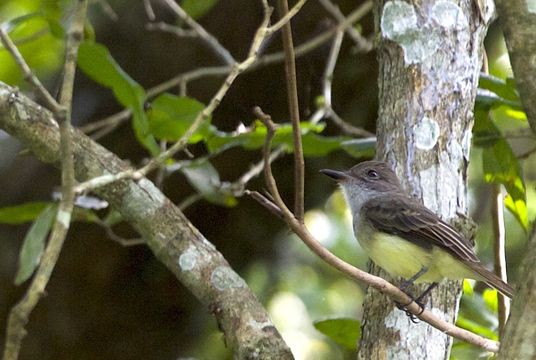 Image of Short-crested Flycatcher