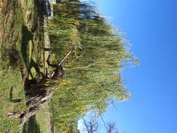 Image of Peking Willow