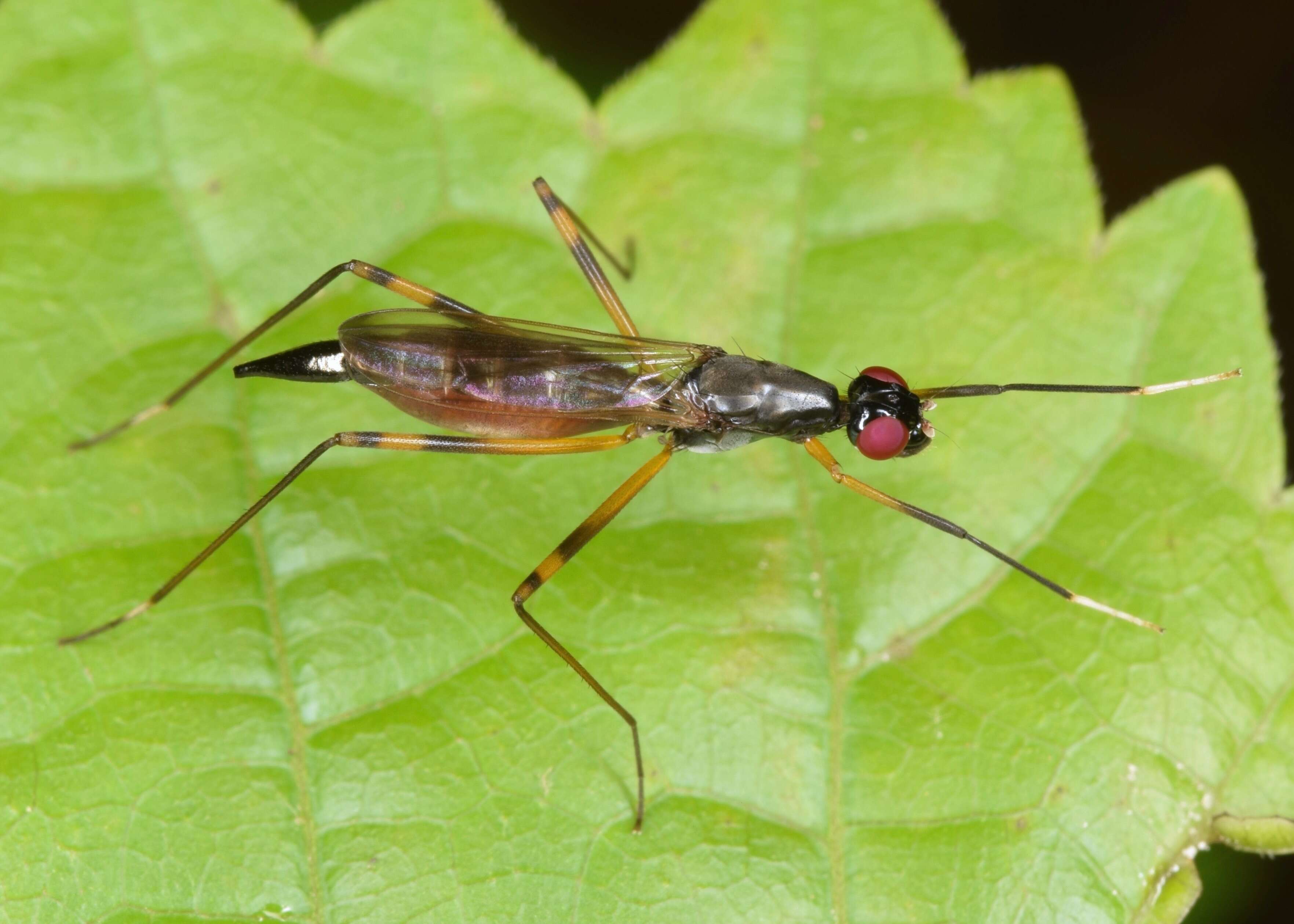 Rainieria antennaepes (Say 1823) resmi