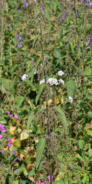 Image of Common Nettle