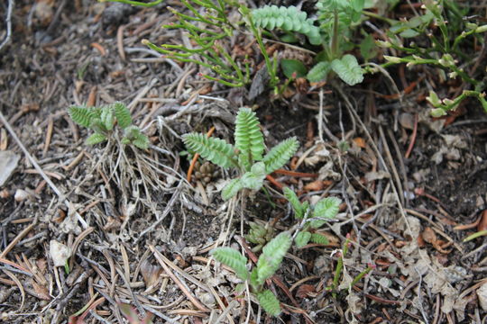 Image of <i>Polemonium pulcherrimum delicatum</i>