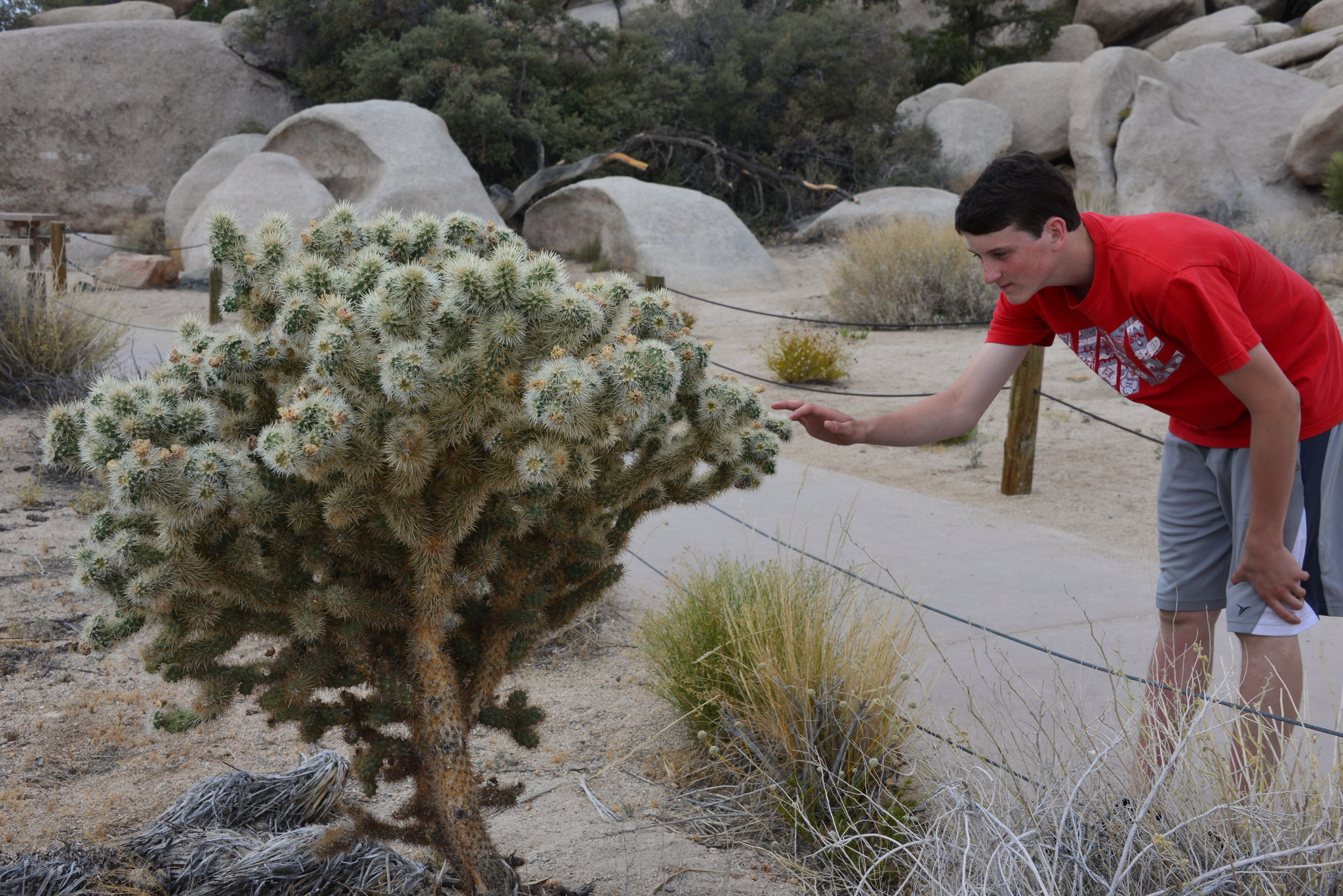 Image of <i>Cylindropuntia echinocarpa</i>