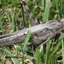 Image of Desert locust