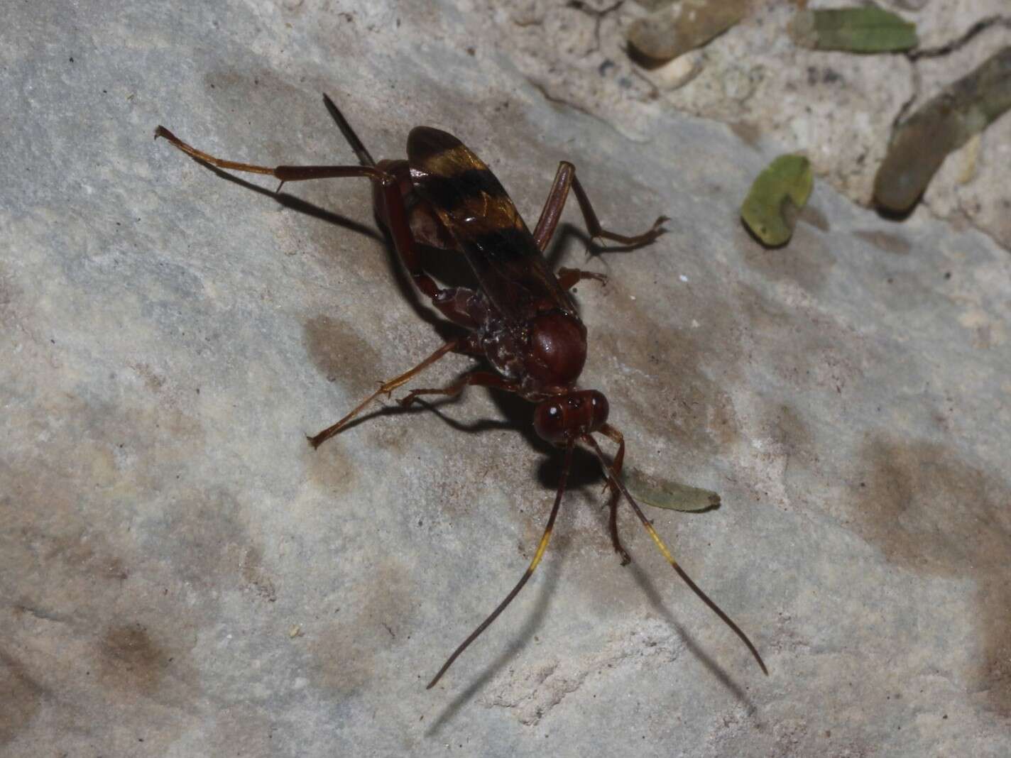 Image of ichneumon wasps