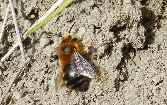 Image of Anthophora retusa (Linnaeus 1758)