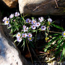 Image of <i>Symphyotrichum pratense</i>
