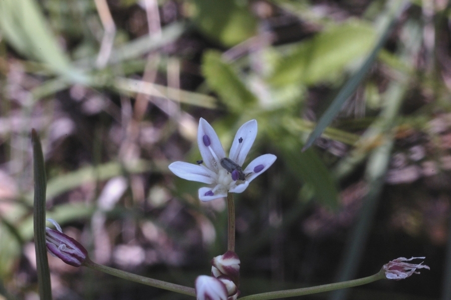 Image of <i>Allium glandulosum</i>
