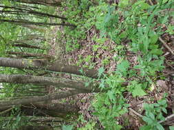 Image of Lactuca muralis