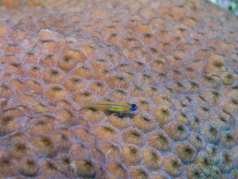 18.https www inaturalist org photos 204054.580x360