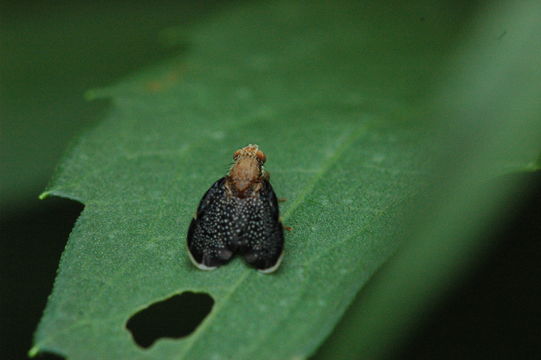 Image of <i>Eutreta noveboracensis</i>