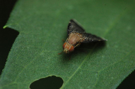 Image of <i>Eutreta noveboracensis</i>