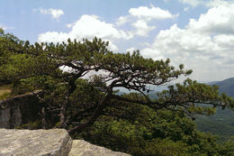 Image of <i>Pinus virginiana</i>