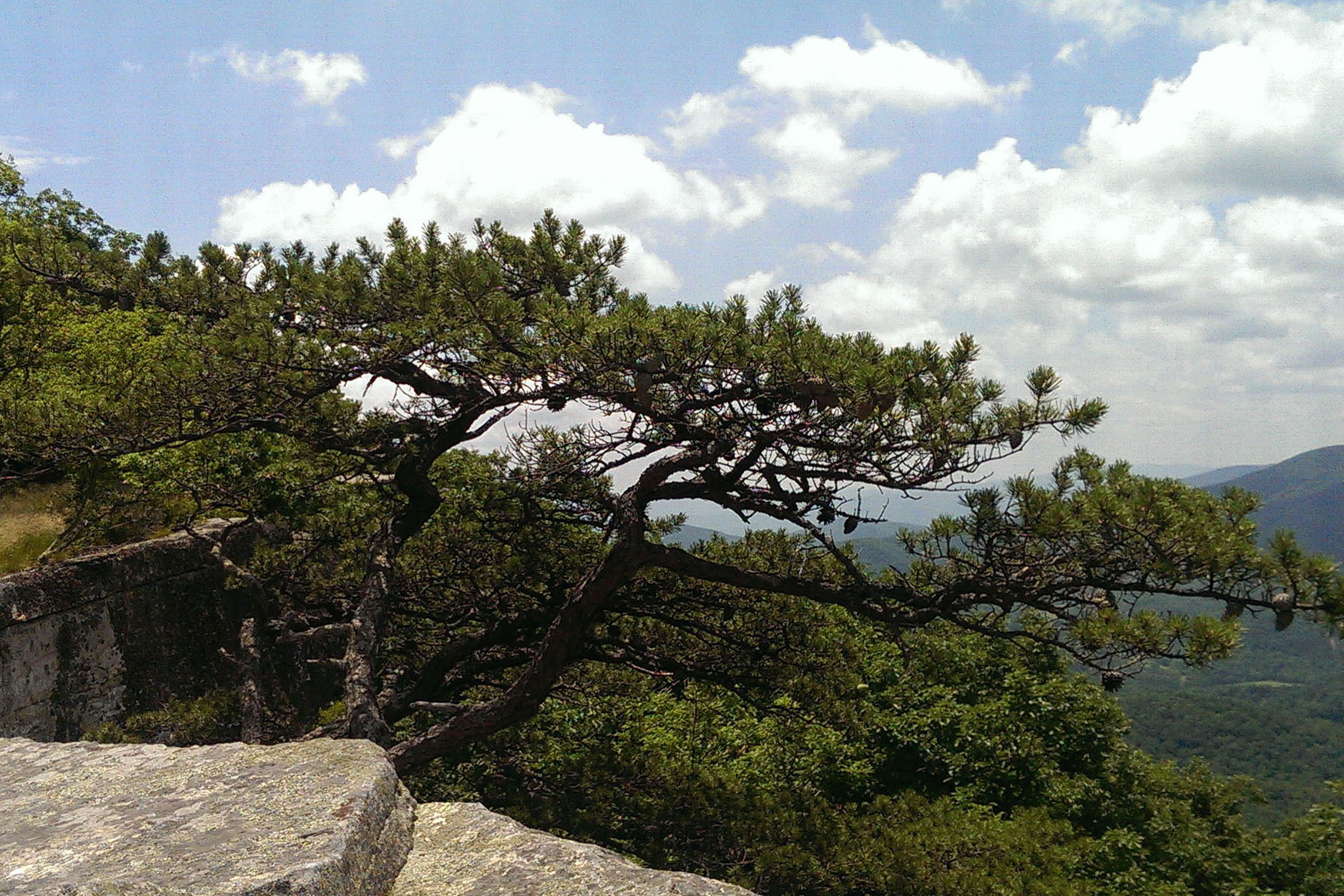 Image of <i>Pinus virginiana</i>