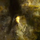 Image of Limacia clavigera (O. F. Müller 1776)