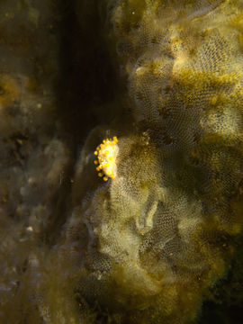 Image of orange-clubbed nudibranch