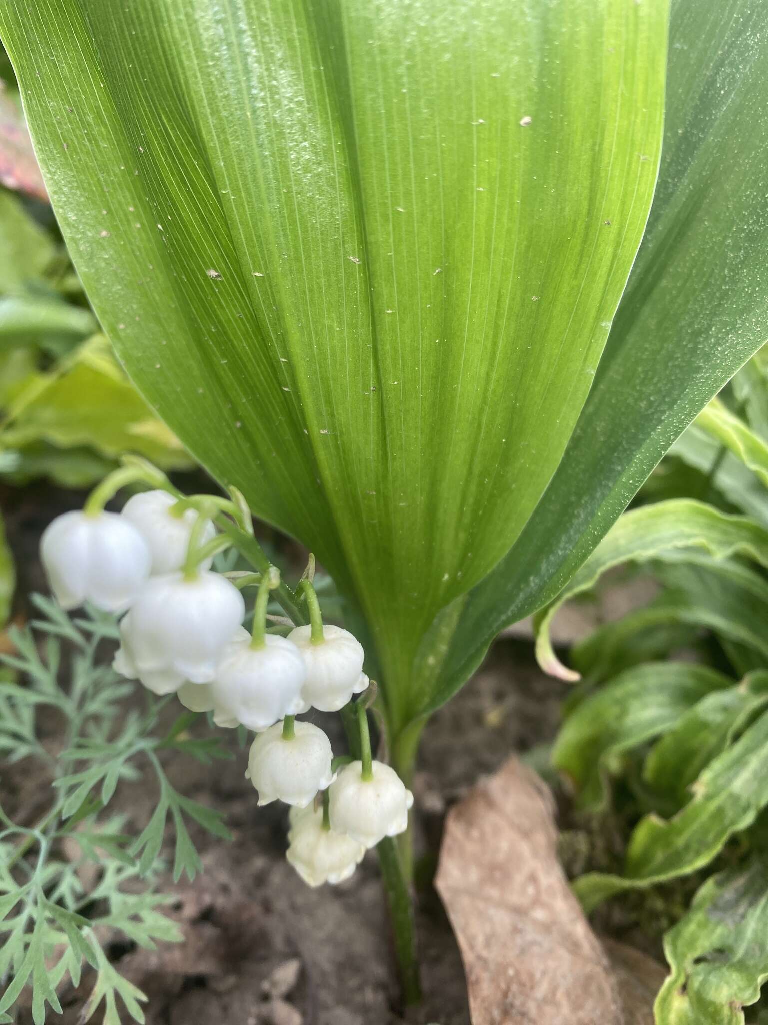 Image of convallaria