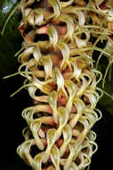 Image of Faurea rochetiana (A. Rich.) Chiov. ex Pichi-Sermolli