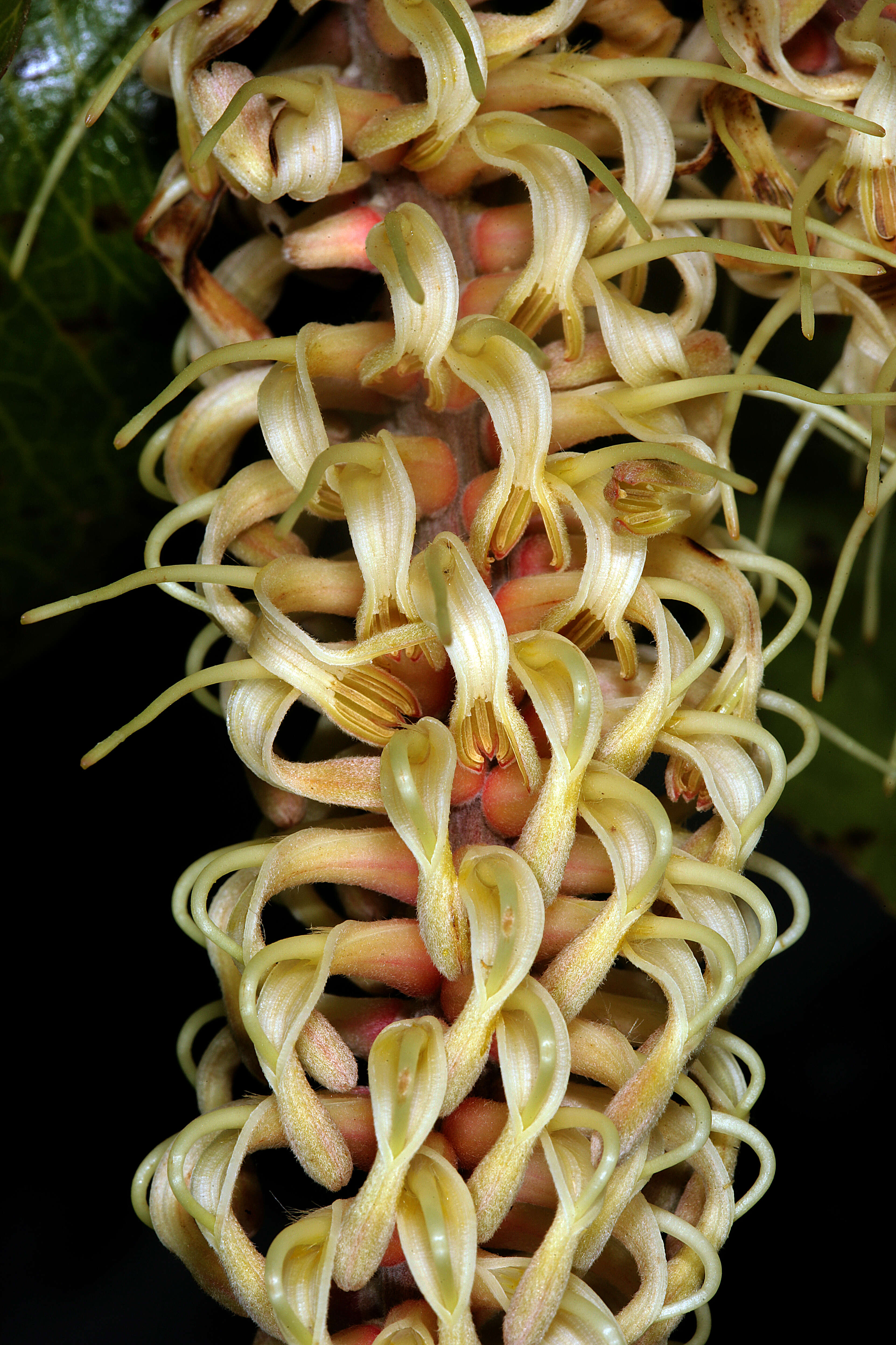 Image of Faurea rochetiana (A. Rich.) Chiov. ex Pichi-Sermolli