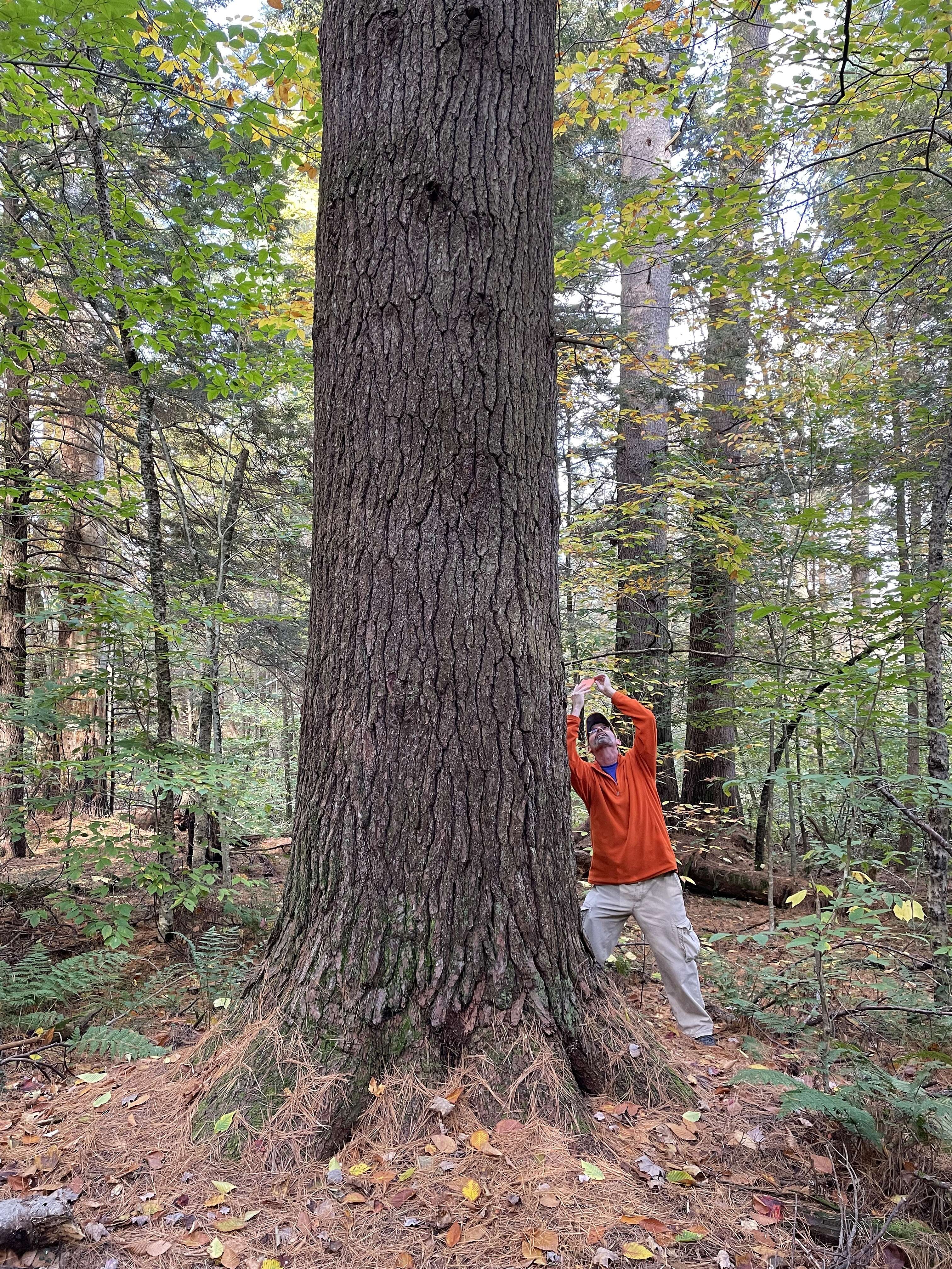 Image of eastern white pine