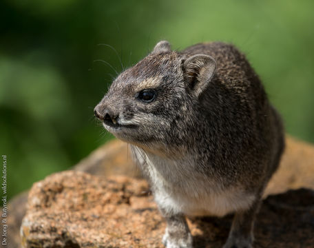 Image of Bush Hyrax