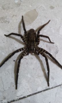 18.https www inaturalist org photos 2043126.580x360