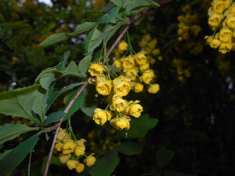 Слика од Berberis lycium Royle